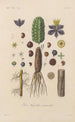 Traité de botanique générale Pl089 - François Hérincq — Ansicht des Kunstwerks