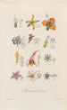 Traité de botanique générale Pl090 - François Hérincq — Ansicht des Kunstwerks