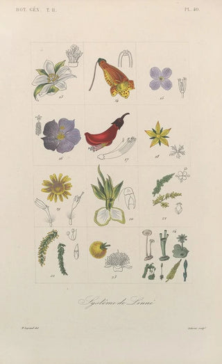 Franois Hrincq - Traite de botanique generale Pl091.webp