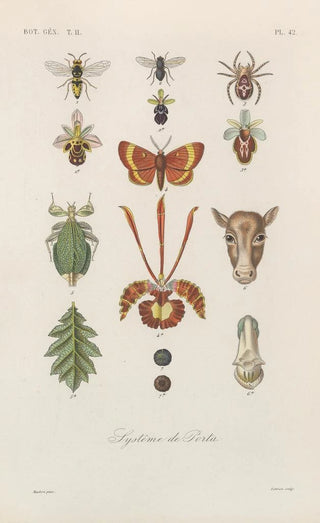 Franois Hrincq - Traite de botanique generale Pl093.webp