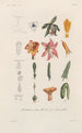 Traité de botanique générale Pl097 - François Hérincq — Ansicht des Kunstwerks