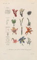 Traité de botanique générale Pl098 - François Hérincq — Ansicht des Kunstwerks