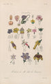 Traité de botanique générale Pl100 - François Hérincq — Ansicht des Kunstwerks