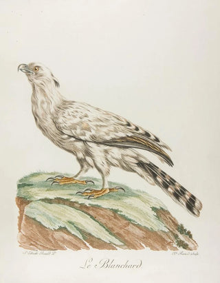 Franois Levaillant - Le blanchard.webp
