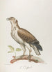 Le Griffard - François Levaillant — Ansicht des Kunstwerks