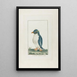 Franois Levaillant - Le manchot aigrette.webp