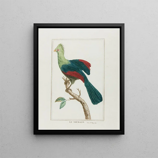 Franois Levaillant - Le touraco.webp