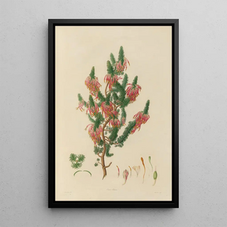 Franz Andreas Bauer - Delineations of exotick plants cultivated in the Royal gardens at Kew Pl10.webp