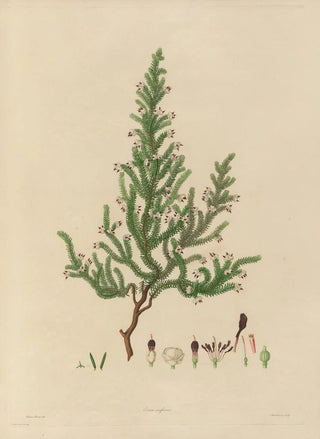 Franz Andreas Bauer - Delineations of exotick plants cultivated in the Royal gardens at Kew Pl11.webp