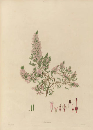 Franz Andreas Bauer - Delineations of exotick plants cultivated in the Royal gardens at Kew Pl18.webp