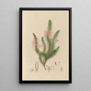 Franz Andreas Bauer - Delineations of exotick plants cultivated in the Royal gardens at Kew Pl26.webp