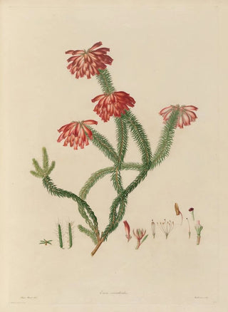Franz Andreas Bauer - Delineations of exotick plants cultivated in the Royal gardens at Kew Pl30.webp