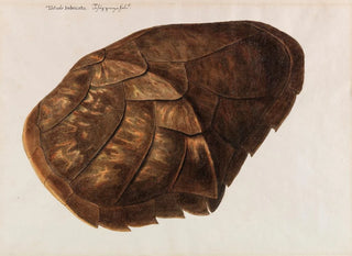Franz Anton Von Scheidel - Testudo Imbricata  Schuppenschild.webp