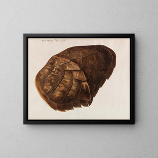 Franz Anton Von Scheidel - Testudo Imbricata  Schuppenschild.webp