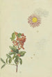 Schlehdorn und Chrysantheme - Franz Theobald Horny — Ansicht des Kunstwerks