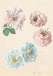Rosen Rosen und Weiße - Franz Xaver Gruber — Ansicht des Kunstwerks