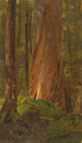 Studie im Wald von Maine - Frederic Edwin Church — Ansicht des Kunstwerks
