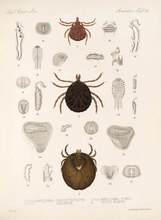 Frederick DuCane Godman - Arachnida Acaridea Pl 14.webp