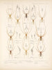 Arachnida Araneidea Pl 02 - Frederick DuCane Godman — Ansicht des Kunstwerks