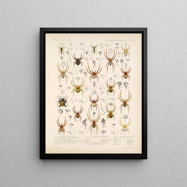 Frederick DuCane Godman - Arachnida Araneidea Pl 04.webp