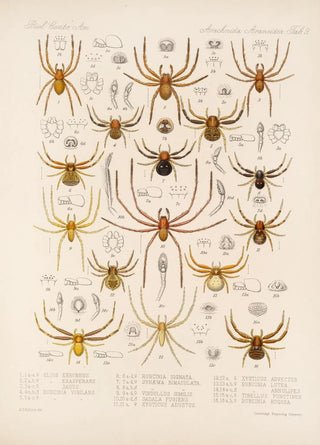 Frederick DuCane Godman - Arachnida Araneidea Pl 09.webp