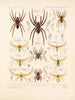 Arachnida Araneidea Pl 12 - Frederick DuCane Godman — Ansicht des Kunstwerks