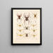 Arachnida Araneidea Pl 12 - Frederick DuCane Godman — gerahmtes Bild an der Wand