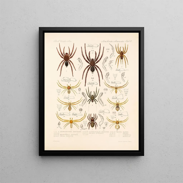 Frederick DuCane Godman - Arachnida Araneidea Pl 12.webp