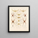 Arachnida Araneidea Pl 13 - Frederick DuCane Godman — gerahmtes Bild an der Wand
