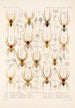Arachnida Araneidea Pl 16 - Frederick DuCane Godman — Ansicht des Kunstwerks
