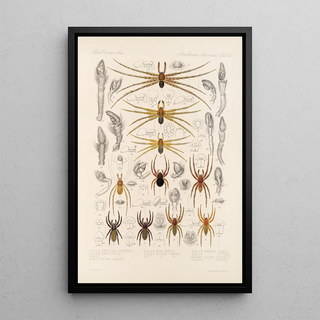 Frederick DuCane Godman - Arachnida Araneidea Pl 30.webp