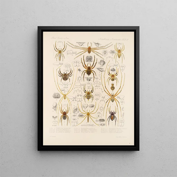 Frederick DuCane Godman - Arachnida Araneidea Pl 31.webp