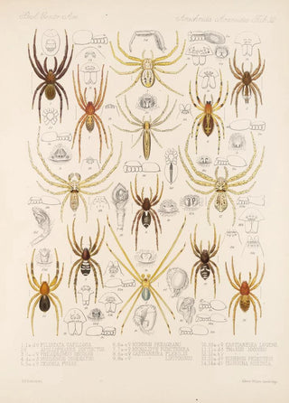 Frederick DuCane Godman - Arachnida Araneidea Pl 32.webp
