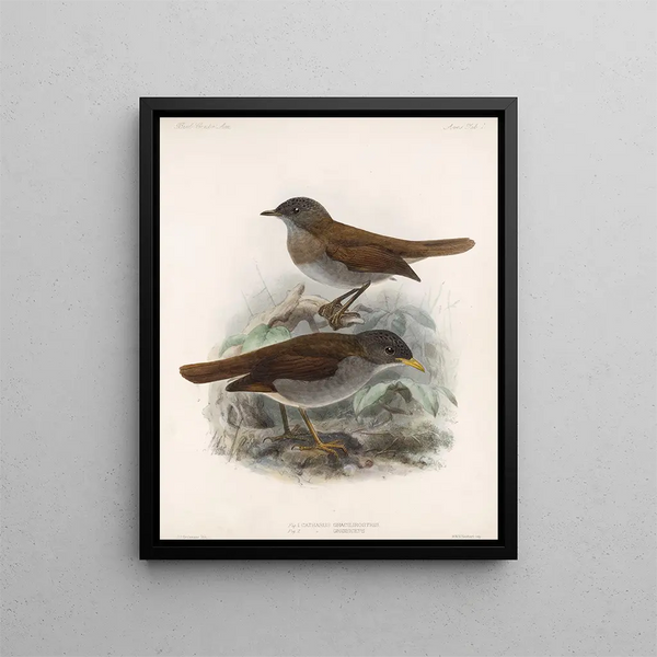 Aves Pl 01 - Frederick DuCane Godman — gerahmtes Bild an der Wand