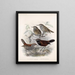 Aves Pl 06 - Frederick DuCane Godman — gerahmtes Bild an der Wand