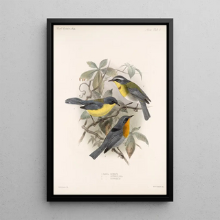 Frederick DuCane Godman - Aves Pl 08.webp