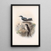 Aves Pl 15 - Frederick DuCane Godman — gerahmtes Bild an der Wand