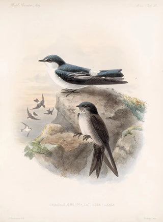 Frederick DuCane Godman - Aves Pl 15.webp