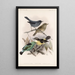Aves Pl 16 - Frederick DuCane Godman — gerahmtes Bild an der Wand