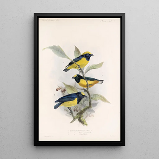 Frederick DuCane Godman - Aves Pl 17.webp