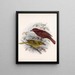 Aves Pl 20 - Frederick Du Cane Godman — gerahmtes Bild an der Wand