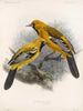 Aves Pl 34 - Frederick Du Cane Godman — Ansicht des Kunstwerks