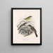 Aves Pl 37 - Frederick Du Cane Godman — gerahmtes Bild an der Wand