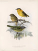 Aves Pl 42 - Frederick Du Cane Godman — Ansicht des Kunstwerks
