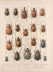 Insekten Käfer Pl 020 - Frederick Du Cane Godman — Ansicht des Kunstwerks