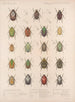 Insekten Käfer Pl 022 - Frederick Du Cane Godman — Ansicht des Kunstwerks