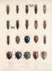 Insecta Coleoptera Pl 063 - Frederick DuCane Godman — Ansicht des Kunstwerks