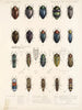 Insekten Käfer Pl 064 - Frederick Du Cane Godman — Ansicht des Kunstwerks