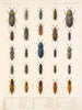 Insekten Käfer Pl 067 - Frederick Du Cane Godman — Ansicht des Kunstwerks