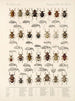 Insekten Käfer Pl 158 - Frederick Du Cane Godman — Ansicht des Kunstwerks